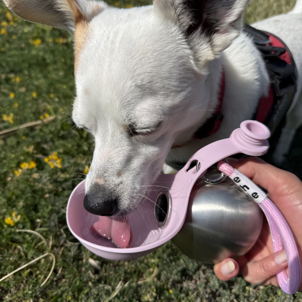 PawFreePro Dog Water Bowl